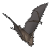 Warped bat