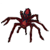 Araign�e rouge mortelle